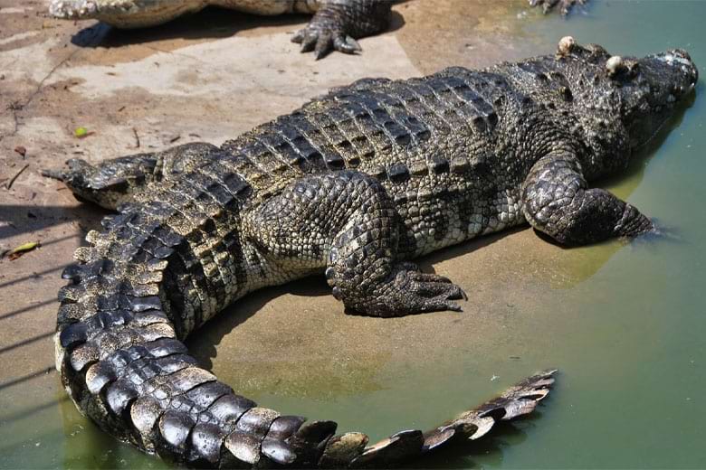 chat lieu da cua dien thoai vertu 1 didongviet 1 9923da3041fd45f8b3437e209c0fb3f4 1